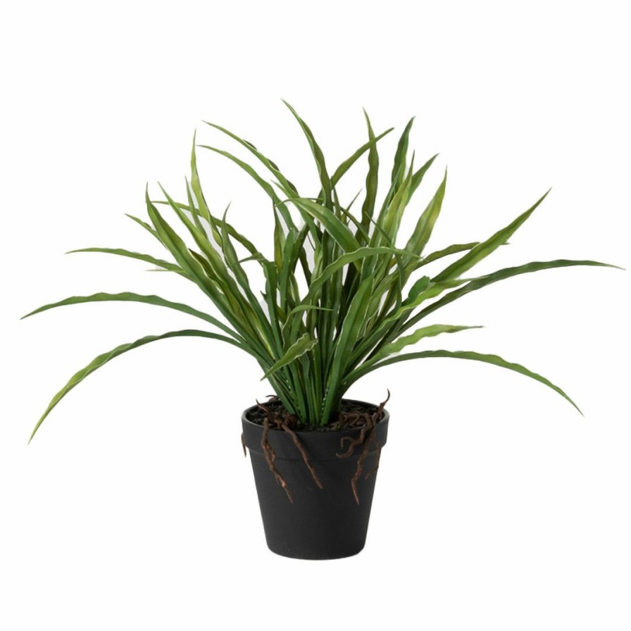 Living * | Sullivans Potted Yucca