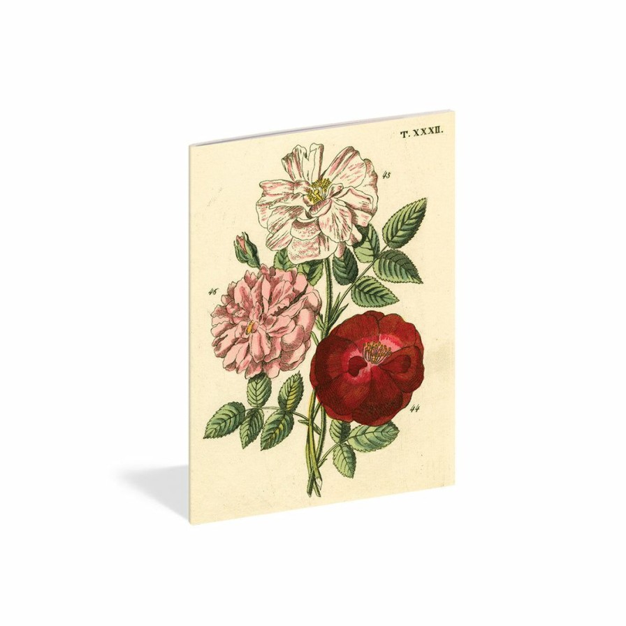 Study * | Artisan John Derian Everything Roses Notebooks Study