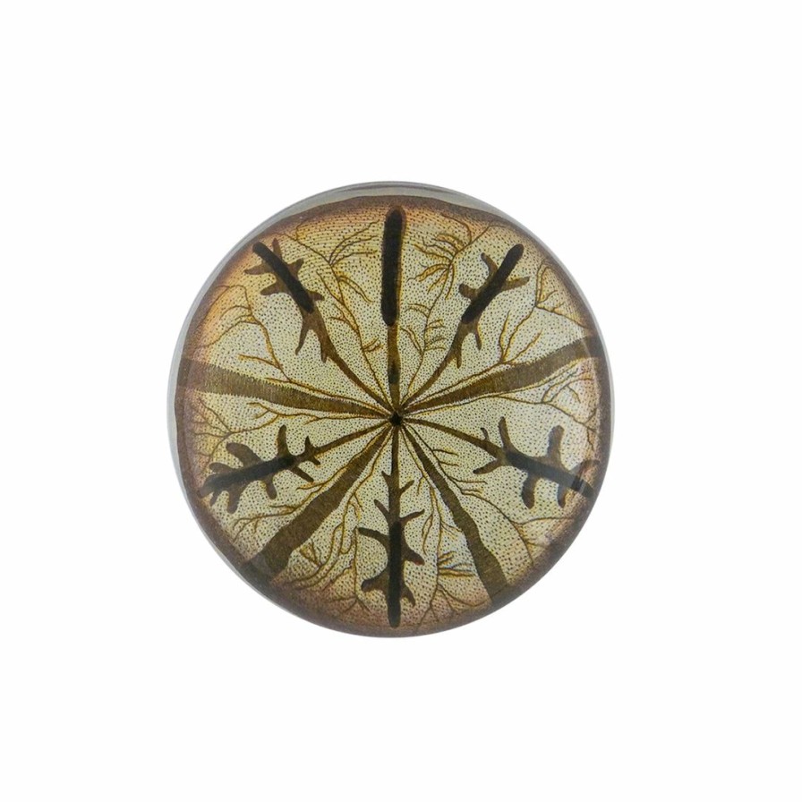 Living * | John Derian Summer Urchin Fig. 2 Dome Paperweight