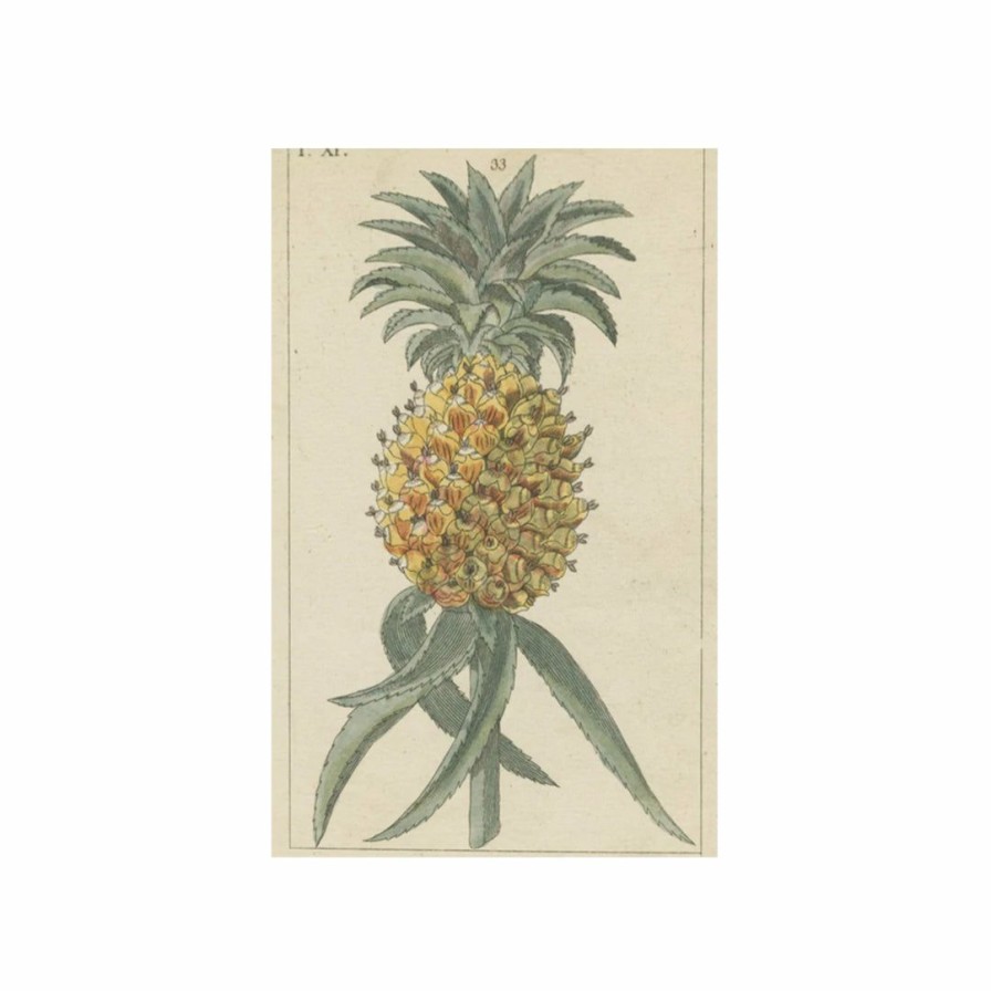 Study * | John Derian Greeting Cards Pineapple Postcard Pack Of 10